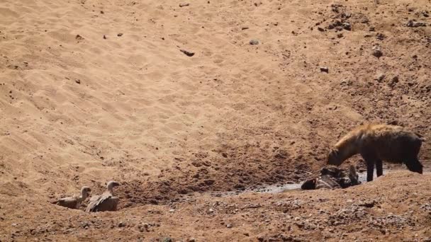 Spotted Hyaena Carcass Chassing Vultures Kruger National Park South Africa — Vídeos de Stock
