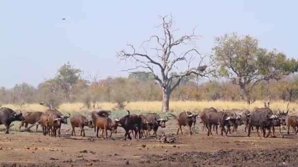 African Buffalo Walking Dry Land Scenery Kruger National Park South — Vídeo de stock