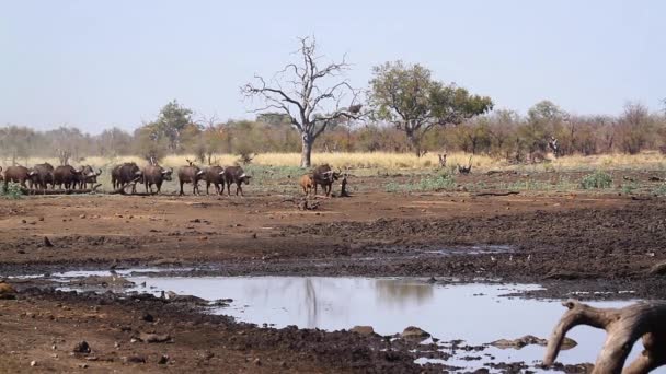 African Buffalo Herd Walking Waterhole Kruger National Park South Africa — Stock video