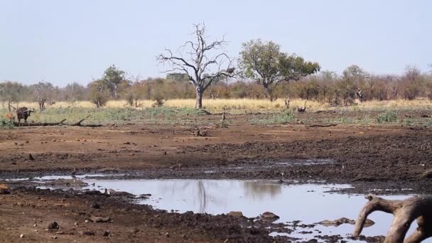 Afrikanska Buffel Besättning Promenader Till Vattenhål Kruger National Park Sydafrika — Stockvideo