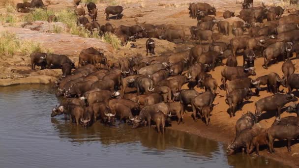 在南非克鲁格国家公园的水坑里饮水的非洲水牛群 Bovidae的特别水牛 — 图库视频影像