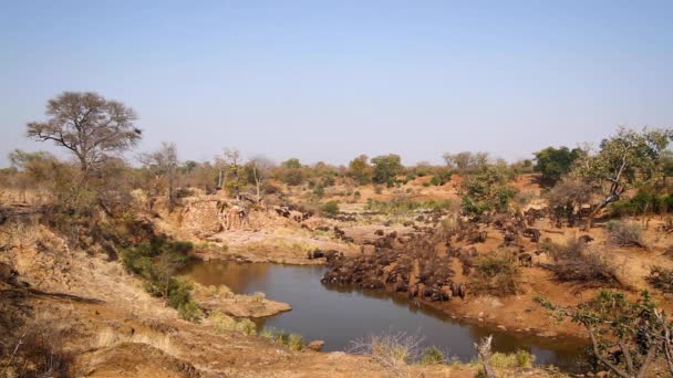 Afrikanska Buffelhjordar Dricker Vattenhål Kruger National Park Sydafrika Specie Syncerus — Stockvideo