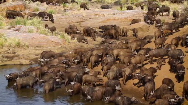 African Buffalo Herd Drinking Waterhole Kruger National Park South Africa — Stock video