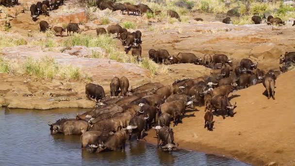 南アフリカのクルーガー国立公園の水飲み場でアフリカの水牛の群れ 種Syncerusキャッファーの家族 — ストック動画