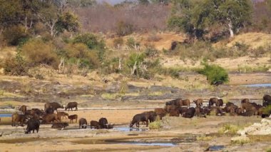 African buffalo herd in riverside scenery in Kruger National park, South Africa ; Specie Syncerus caffer family of Bovidae