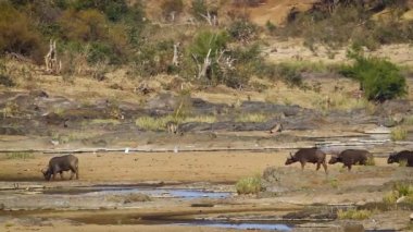 African buffalo herd and giraffe in riverside scenery in Kruger National park, South Africa ; Specie Syncerus caffer family of Bovidae