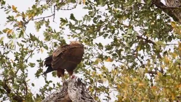 Bateleur Eagle Juvenile Eating Lizard Tree Kgalagadi Transfrontier Park South — Video Stock
