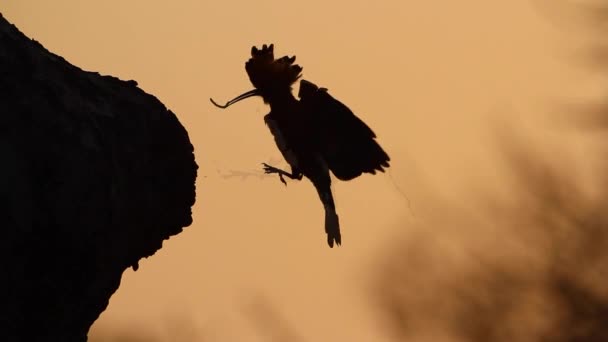 African Hoopoe Flying Nest Sunset Slow Motion Kruger National Park — Stockvideo