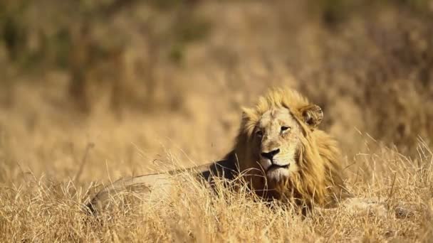 南アフリカのクルーガー国立公園のサバンナでアフリカのライオンの男性のための残りの部分の終わり — ストック動画