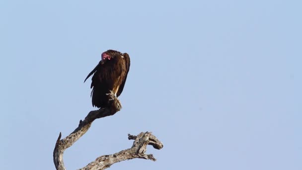 Lappet Faced Vulture Preening Feathers Isolated Blue Sky Kruger National — Video Stock