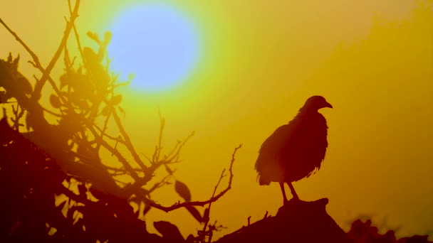 Natal Francolin Sjunger Vid Solnedgången Kruger National Park Sydafrika Art — Stockvideo