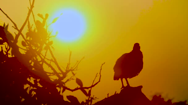 Natal Francolin Τραγουδά Ηλιοβασίλεμα Στο Εθνικό Πάρκο Kruger Νότια Αφρική — Αρχείο Βίντεο