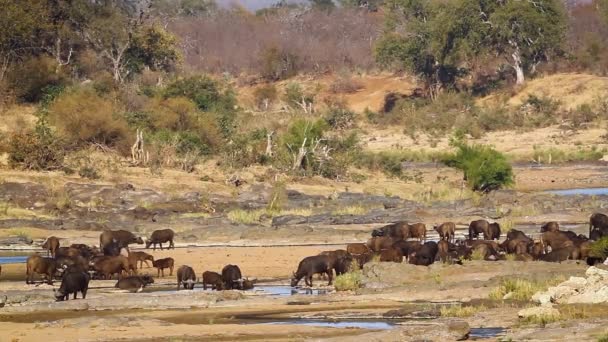 African Buffalo Herd Riverside Scenery Kruger National Park South Africa — Video Stock