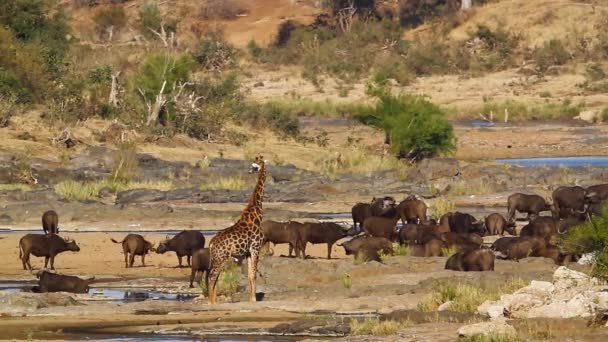 African Buffalo Herd Giraffe Riverside Scenery Kruger National Park South — Vídeo de Stock