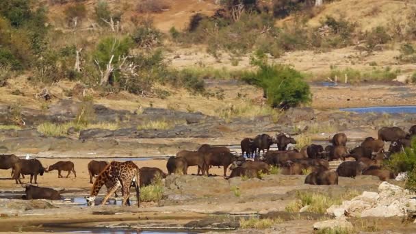 南アフリカのクルーガー国立公園の川沿いの風景の中にアフリカの水牛の群れとキリン — ストック動画