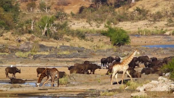 African Buffalo Herd Giraffe Riverside Scenery Kruger National Park South — Vídeos de Stock