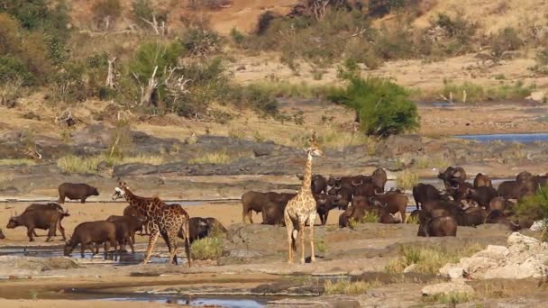 Afrikansk Buffelhjord Och Giraff Flodlandskapet Kruger Nationalpark Sydafrika Specie Syncerus — Stockvideo
