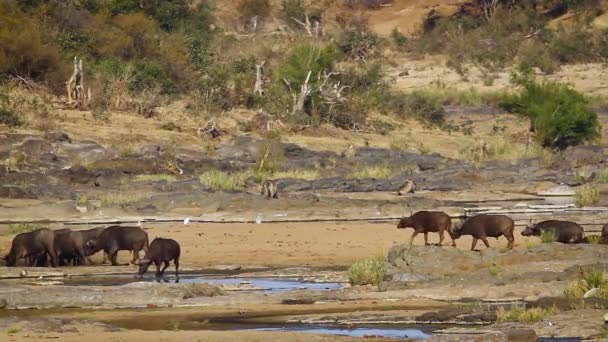 Búfalo Africano Parque Nacional Kruger Sudáfrica Especie Syncerus Caffer Familia — Vídeos de Stock