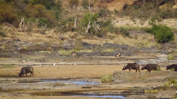 Afrikkalainen Puhvelilauma Kirahvi Joenrantamaisemassa Krugerin Kansallispuistossa Etelä Afrikassa Specie Syncerus — kuvapankkivideo