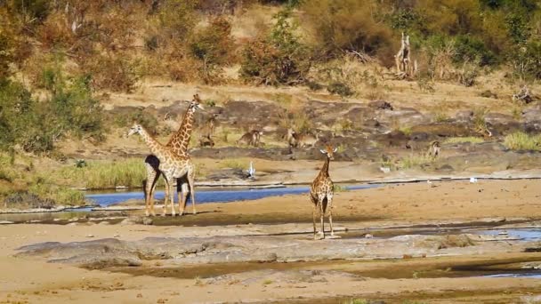 Родина Жирафа Берегах Річки Національному Парку Крюгер Пар Рід Giraffa — стокове відео