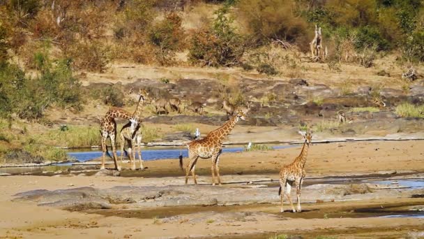 Giraffe Family Riverbank Scenery Kruger National Park South Africa Specie — Stockvideo
