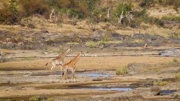 南アフリカのクルーガー国立公園の川岸の風景のキリンファミリー Giraffa Camelopardalisの種 — ストック動画