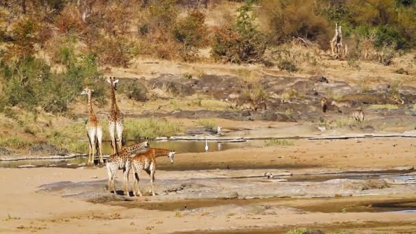 南アフリカのクルーガー国立公園の川岸の風景のキリンファミリー Giraffa Camelopardalisの種 — ストック動画