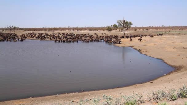 African Buffalo Herd Lakeside Scenery Kruger National Park South Africa — Vídeo de Stock