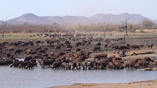 南アフリカのクルーガー国立公園の湖畔の風景のアフリカの水牛の群れ 種Syncerusキャッファーの家族 — ストック動画