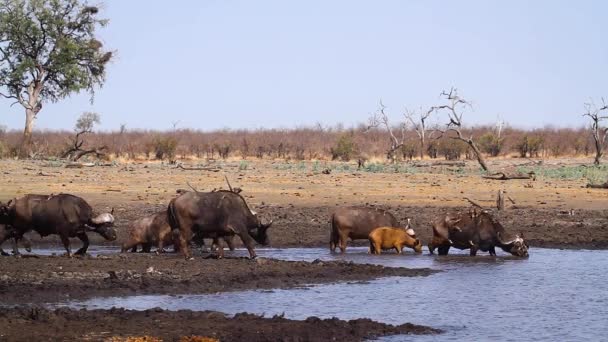 African Buffalo Herd Walking Water Kruger National Park South Africa — Vídeo de stock