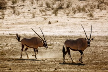 Two South African Oryx running in sand dust in Kgalagadi transfrontier park, South Africa; specie Oryx gazella family of Bovidae