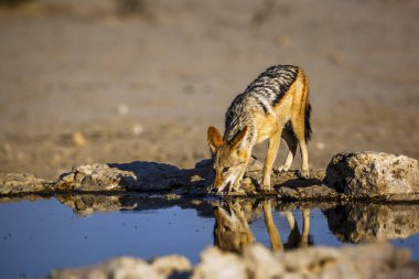 Güney Afrika 'daki Kgalagadi sınır ötesi parkında su birikintisinde içen Kara Çakal; Canidae familyasından Specie Canis