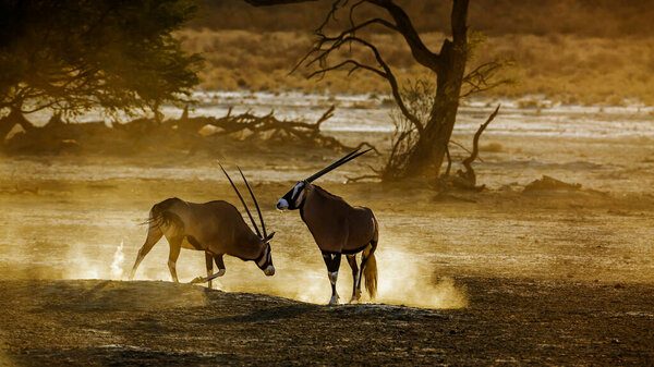 Два южноафриканских орикса, движущихся в песчаной пыли на рассвете в трансграничном парке Kgalagadi, Южная Африка; вид Oryx gazella семейства Bovidae