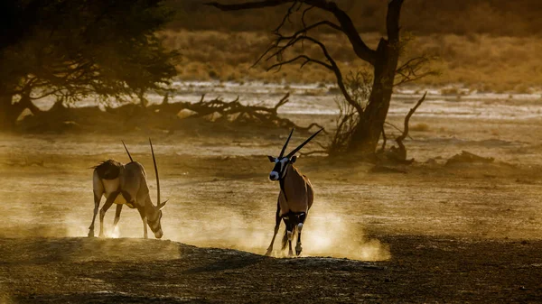 Two South African Oryx Moving Sand Dust Dawn Kgalagadi Transfrontier — Stock Fotó