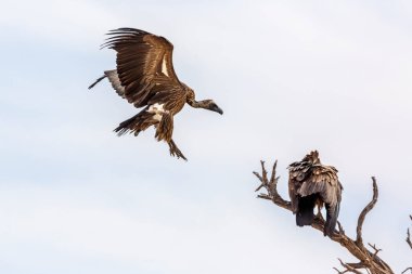 White backed Vulture landing on dead tree in Kgalagadi transfrontier park, South Africa; Specie Gyps africanus family of Accipitridae
