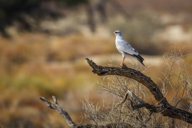 Güney Afrika 'daki Kgalagadi sınır ötesi parkında ayakta duran Solgun İlahi Şahin, Accipitridae familyasından Specie Melierax canorus.