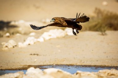 Bateleur Eagle juvenile flying over waterhole in Kgalagadi transfrontier park, South Africa ; Specie Terathopius ecaudatus family of Accipitridae