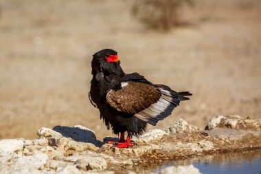 Bateleur Eagle standing at waterhole in Kgalagadi transfrontier park, South Africa ; Specie Terathopius ecaudatus family of Accipitridae