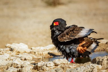 Bateleur Eagle shaking feather in Kgalagadi transfrontier park, South Africa ; Specie Terathopius ecaudatus family of Accipitridae