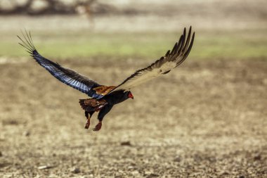 Bateleur Eagle in flight over dry land in Kgalagadi transfrontier park, South Africa ; Specie Terathopius ecaudatus family of Accipitridae