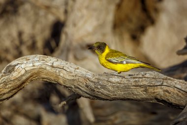African Black headed Oriole standing on a log side view in Kgalagadi transfrontier park, South Africa; Specie Oriolus larvatus family of Oriolidae