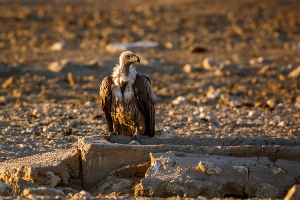 White Backed Vulture Standing Front View Rock Dry Land Kruger — Fotografia de Stock