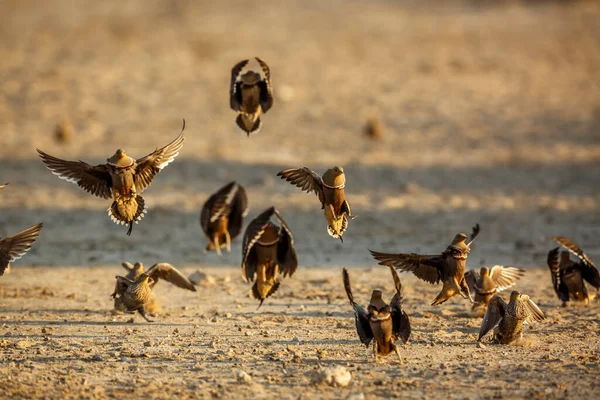 stock image Namaqua sandgrouse flock in flight front view in Kgalagadi transfrontier park, South Africa; specie Pterocles namaqua family of Pteroclidae