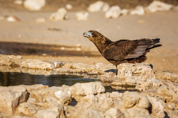Bateleur Eagle Juvenile Drinking Waterhole Kgalagadi Transfrontier Park South Africa — Fotografia de Stock