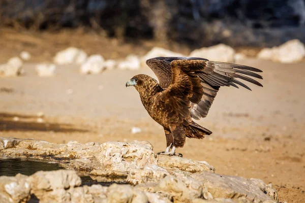 Bateleur Eagle Juvenile Landing Waterhole Kgalagadi Transfrontier Park South Africa — Fotografia de Stock