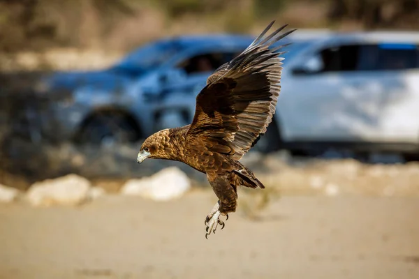 Bateleur Eagle Juvenile Landing Flight Car Background Kgalagadi Transfrontier Park — Fotografia de Stock