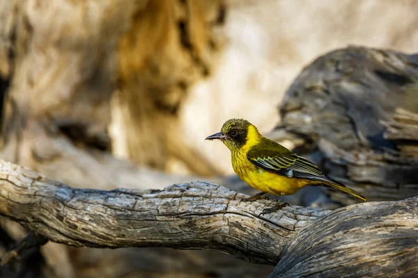 African Black Headed Oriole Standing Log Side View Kgalagadi Transfrontier — Stockfoto