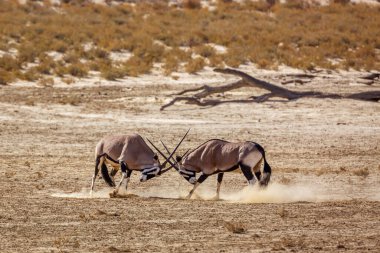 Two South African Oryx bull dueling in dry land in Kgalagadi transfrontier park, South Africa; specie Oryx gazella family of Bovidae