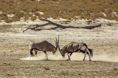 Two South African Oryx bull dueling in dry land in Kgalagadi transfrontier park, South Africa; specie Oryx gazella family of Bovidae