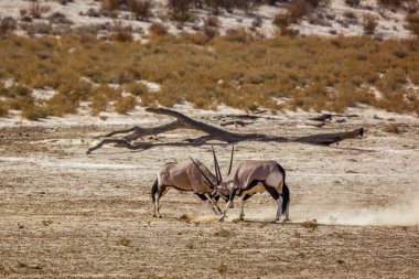 Two South African Oryx bull dueling in dry land in Kgalagadi transfrontier park, South Africa; specie Oryx gazella family of Bovidae